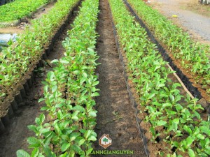 Cây Gáo Vàng, Cây Thiên Ngân, Trồng cây Thiên Ngân, Cây Giống, Cây giống Thiên Ngân