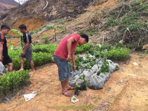 Vườn ươm Cây Xanh Gia Nguyễn, Cây Gáo Vàng, Vỏ cây Gáo Vàng, Kỹ thuật trồng và chăm sóc cây Gáo Vàng, Cây Thiên Ngân