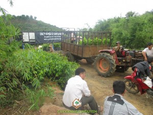 Cây Xanh Gia Nguyễn, Cây Điều Cao Sản Ấn Độ, Cây Điều Thái Lan, Cây Sao Đen, Giống Điều