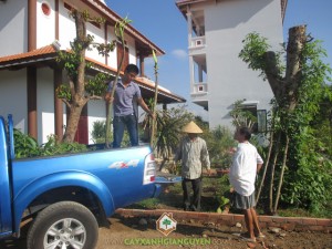 Cây Xanh Gia Nguyễn, Vườn Ươm Cây Xanh Gia Nguyễn, Vườn Cây Ăn Trái, Cây Giáng Hương, Cây Đinh Lăng