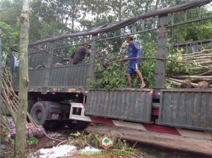 Cây Xanh Gia Nguyễn, Cây giống, Cây Bưởi Da Xanh, Cây Giáng Hương, Cây Sao Đen