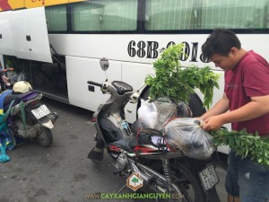 Cây Xanh Gia Nguyễn, Cây Gỗ Sưa, Kỹ thuật trồng cây Gỗ Sưa, Cây Gỗ Sưa Đỏ, Vườn ươm Gia Nguyễn