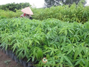 Gỗ Trôm, Cây Mủ Trôm, Cây Trôm thiên nhiên, Tinh chất cây Trôm, Trồng cây Trôm lấy mủ