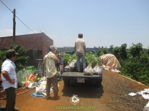 Cây Gáo Vàng, Vườn ươm Gia Nguyễn, Cách trồng và chăm sóc, Cây tỷ phú, Cây Lâm Nghiệp