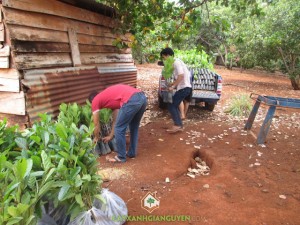 Cây Xanh Gia Nguyễn, Cây Gáo Vàng, Cây Điều Thái Lan, Giống Điều, Giống cây trồng