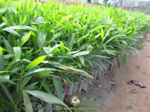 Kỹ thuật trồng cây tràm bông vàng, Trồng tràm bông vàng, Chăm sóc cây tràm bông vàng, Cây dây leo, Chăm sóc