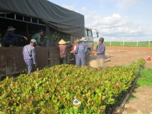 Giống Điều ghép, Cây Xanh Gia Nguyễn, Vườn ươm Cây Xanh Gia Nguyễn, Trồng điều ghép, Điều cao sản Ấn Độ PN1