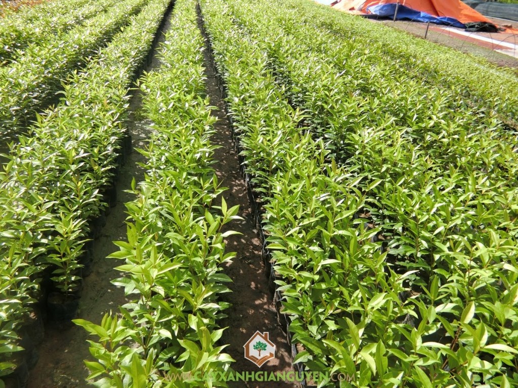 Cây Vối Nếp, Cách trồng cây Vối Nếp, Cây Vối giống, Cây Vối Nếp trồng bầu, Cây giống vối nếp