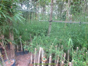 Tầm Vông, Kỹ thuật trồng cây tre Tầm Vông, Khóm Tầm Vông, Trồng Tầm Vông, Cây giống tre Tầm Vông