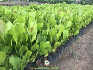 Cây ươi, Phương pháp nhân giống cây ươi, Vườn ươm Cây Xanh Gia Nguyễn, Cung cấp cây ươi giống, Giống cây ươi