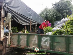 Cây gáo vàng, Cây Xanh Gia Nguyễn, Công ty lâm nghiệp Trường Thành, Cây giống, Gỗ gáo vàng, Trồng cây gáo vàng